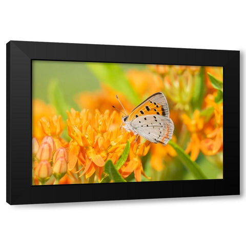 American Copper-Lycaena phlaeas-on Butterfly Milkweed-Asclepias tuberosa-Lawrence County-Illinois Black Modern Wood Framed Art Print by Day, Richard and Susan