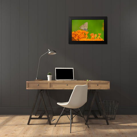 Coral Hairstreak-Satyrium titus-on Butterfly Milkweed-Asclepias tuberosa-Stephen A-Forbes State Par Black Modern Wood Framed Art Print by Day, Richard and Susan