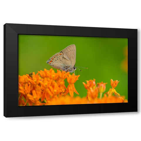 Coral Hairstreak-Satyrium titus-on Butterfly Milkweed-Asclepias tuberosa-Stephen A-Forbes State Par Black Modern Wood Framed Art Print by Day, Richard and Susan