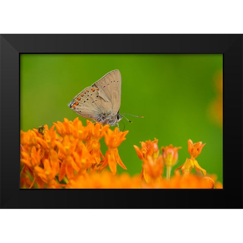 Coral Hairstreak-Satyrium titus-on Butterfly Milkweed-Asclepias tuberosa-Stephen A-Forbes State Par Black Modern Wood Framed Art Print by Day, Richard and Susan