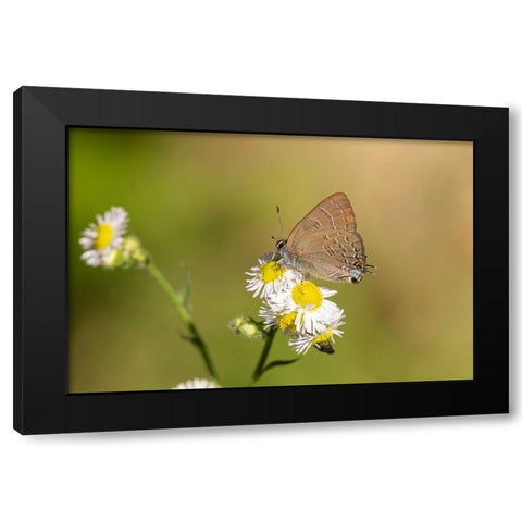 Banded Hairstreak-Satryium calanus-Marion County-Illinois Black Modern Wood Framed Art Print by Day, Richard and Susan