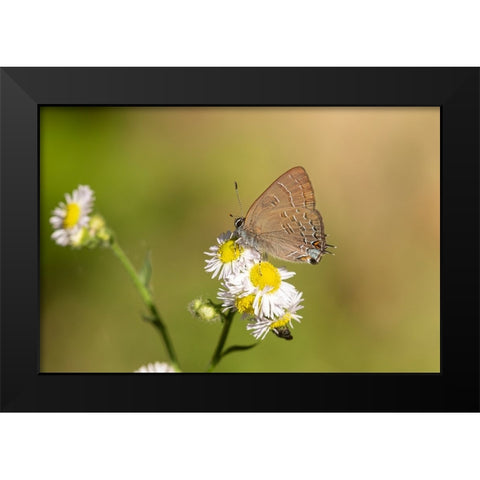 Banded Hairstreak-Satryium calanus-Marion County-Illinois Black Modern Wood Framed Art Print by Day, Richard and Susan