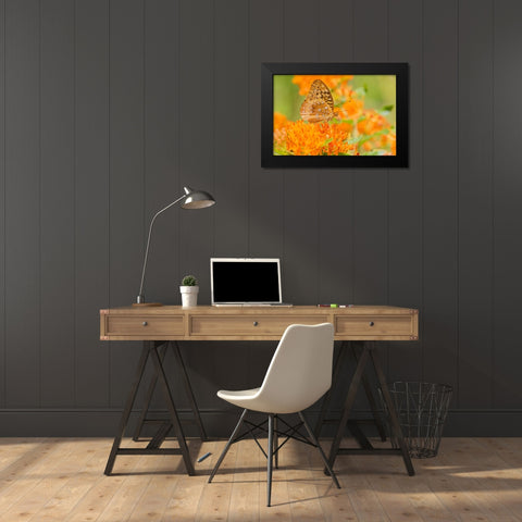 Great Spangled Fritillary-Speyeria cybele-on Butterfly Milkweed-Asclepias tuberosa-Marion County-Il Black Modern Wood Framed Art Print by Day, Richard and Susan