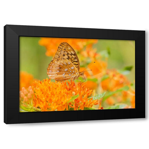 Great Spangled Fritillary-Speyeria cybele-on Butterfly Milkweed-Asclepias tuberosa-Marion County-Il Black Modern Wood Framed Art Print by Day, Richard and Susan