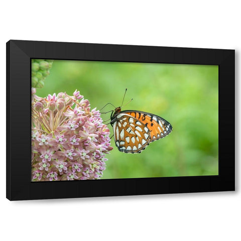 Regal Fritillary-Speyeria idalia-female on Common Milkweed-Asclepias syriaca-Sand Prairie-Scrub Oak Black Modern Wood Framed Art Print by Day, Richard and Susan