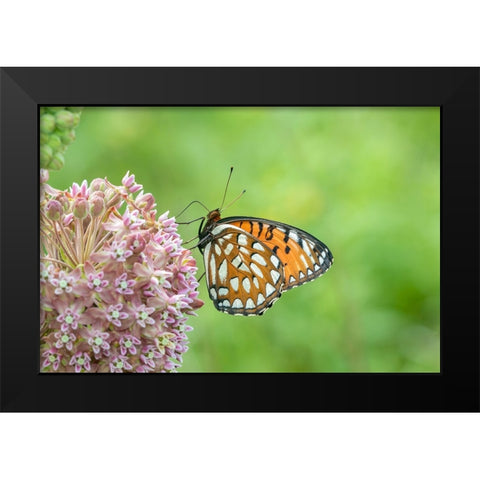 Regal Fritillary-Speyeria idalia-female on Common Milkweed-Asclepias syriaca-Sand Prairie-Scrub Oak Black Modern Wood Framed Art Print by Day, Richard and Susan