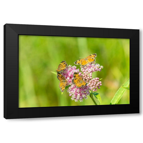 Pearl Crescents-Phyciodes tharos-on Swamp Milkweed-Asclepias incarnata-Marion County-Illinois Black Modern Wood Framed Art Print by Day, Richard and Susan