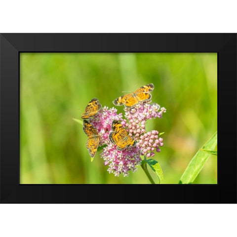 Pearl Crescents-Phyciodes tharos-on Swamp Milkweed-Asclepias incarnata-Marion County-Illinois Black Modern Wood Framed Art Print by Day, Richard and Susan