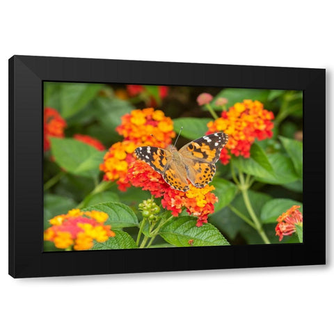 Painted Lady-Vanessa cardui-on Red Spread Lantana-Lantana camara-Marion County-Illinois Black Modern Wood Framed Art Print by Day, Richard and Susan
