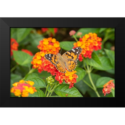 Painted Lady-Vanessa cardui-on Red Spread Lantana-Lantana camara-Marion County-Illinois Black Modern Wood Framed Art Print by Day, Richard and Susan
