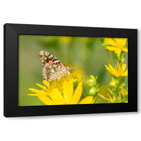 Painted Lady-Vanessa cardui-on Cup Plant-Silphium perfoliatum-Marion County-Illinois Black Modern Wood Framed Art Print by Day, Richard and Susan