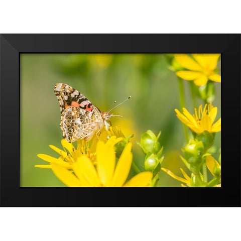 Painted Lady-Vanessa cardui-on Cup Plant-Silphium perfoliatum-Marion County-Illinois Black Modern Wood Framed Art Print by Day, Richard and Susan