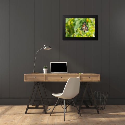 Viceroy-Limenitis archippus-in prairie Marion County-Illinois Black Modern Wood Framed Art Print by Day, Richard and Susan