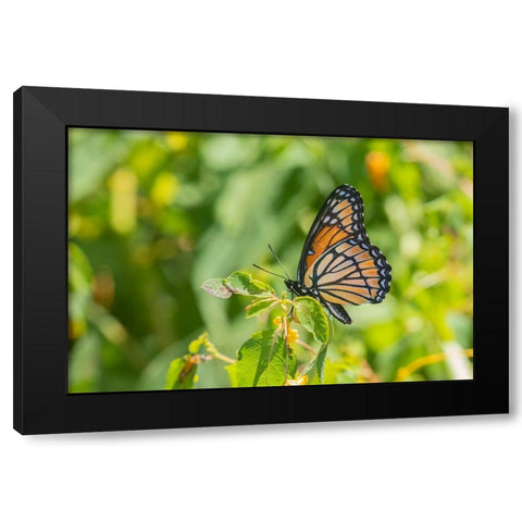 Viceroy-Limenitis archippus-in prairie Marion County-Illinois Black Modern Wood Framed Art Print by Day, Richard and Susan