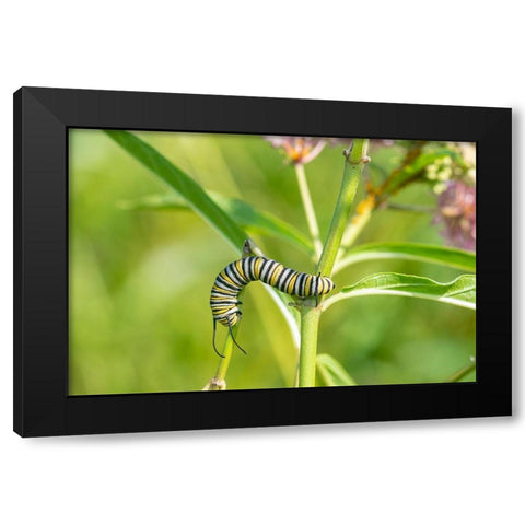 Monarch-Danaus plexippus-caterpillar on Swamp Milkweed-Asclepias incarnata-Marion County-Illinois Black Modern Wood Framed Art Print by Day, Richard and Susan