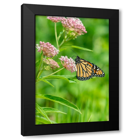 Monarch-Danaus plexippus-on Swamp Milkweed-Asclepias incarnata-Marion County-Illinois Black Modern Wood Framed Art Print by Day, Richard and Susan