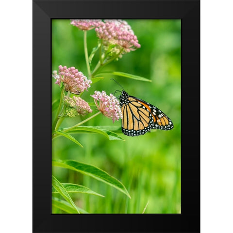 Monarch-Danaus plexippus-on Swamp Milkweed-Asclepias incarnata-Marion County-Illinois Black Modern Wood Framed Art Print by Day, Richard and Susan