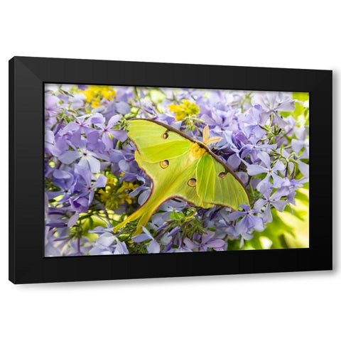 Luna Moth-Actias luna-on phlox Marion County-Illinois Black Modern Wood Framed Art Print with Double Matting by Day, Richard and Susan