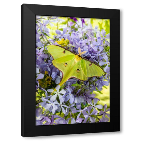 Luna Moth-Actias luna-on phlox Marion County-Illinois Black Modern Wood Framed Art Print by Day, Richard and Susan