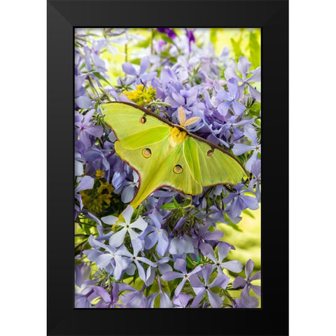 Luna Moth-Actias luna-on phlox Marion County-Illinois Black Modern Wood Framed Art Print by Day, Richard and Susan