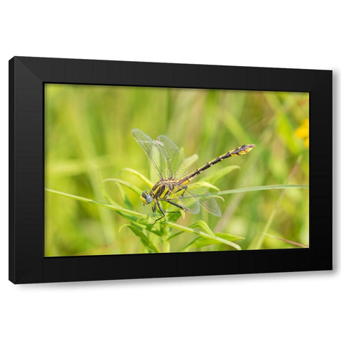 Plains Clubtail-Gomphus externus-Lawrence County-Illinois Black Modern Wood Framed Art Print by Day, Richard and Susan