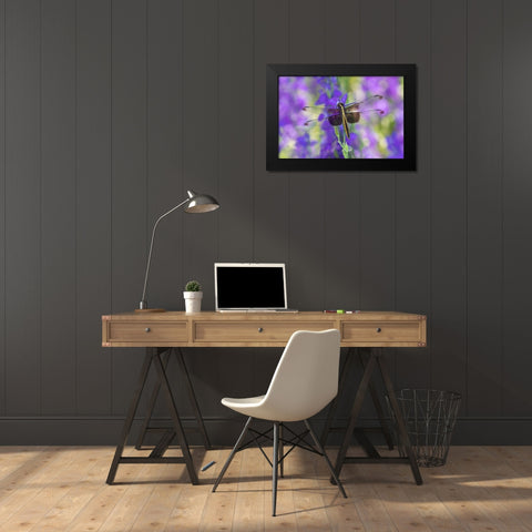 Widow Skimmer-Libellula luctosa-female on Larkspur-Delphinium sp-Marion County-Illinois Black Modern Wood Framed Art Print by Day, Richard and Susan
