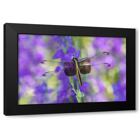Widow Skimmer-Libellula luctosa-female on Larkspur-Delphinium sp-Marion County-Illinois Black Modern Wood Framed Art Print with Double Matting by Day, Richard and Susan