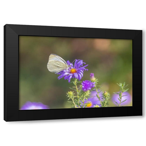 Cabbage white on Frikarts Aster Black Modern Wood Framed Art Print with Double Matting by Day, Richard and Susan