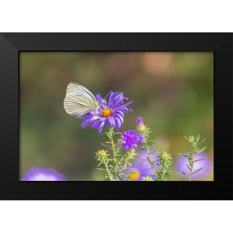 Cabbage white on Frikarts Aster Black Modern Wood Framed Art Print by Day, Richard and Susan