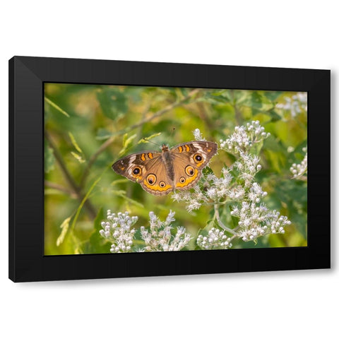 Common Buckeye on Common Boneset Black Modern Wood Framed Art Print by Day, Richard and Susan