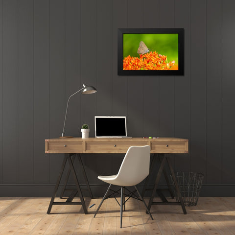 Coral Hairstreak on butterfly milkweed Black Modern Wood Framed Art Print by Day, Richard and Susan