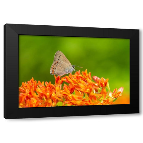 Coral Hairstreak on butterfly milkweed Black Modern Wood Framed Art Print by Day, Richard and Susan
