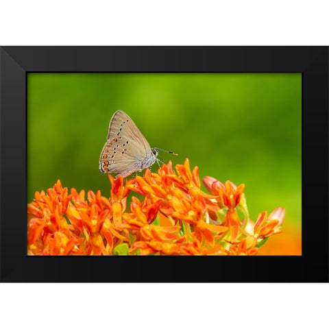 Coral Hairstreak on butterfly milkweed Black Modern Wood Framed Art Print by Day, Richard and Susan