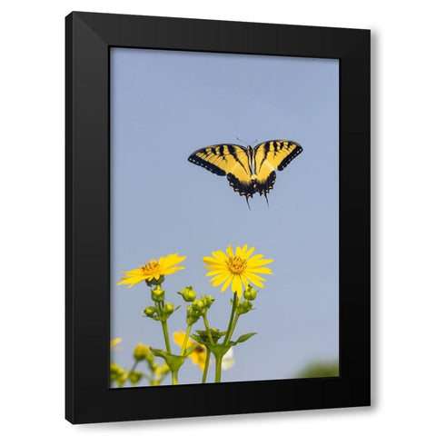 Eastern Tiger swallowtail flying from Cup plant Black Modern Wood Framed Art Print with Double Matting by Day, Richard and Susan