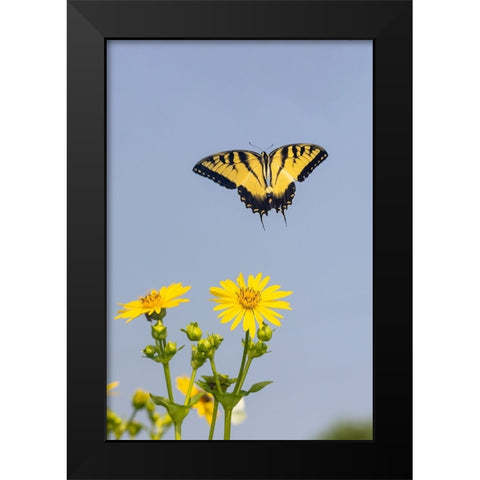 Eastern Tiger swallowtail flying from Cup plant Black Modern Wood Framed Art Print by Day, Richard and Susan