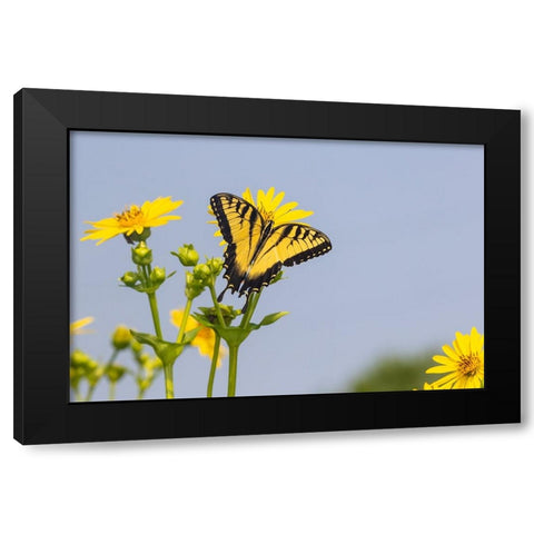 Eastern Tiger swallowtail on Cup plant Black Modern Wood Framed Art Print by Day, Richard and Susan