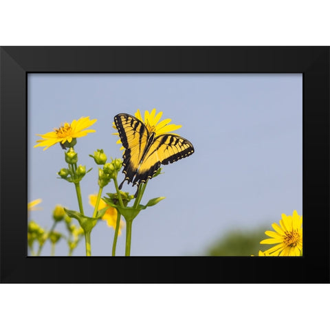 Eastern Tiger swallowtail on Cup plant Black Modern Wood Framed Art Print by Day, Richard and Susan