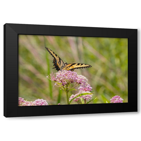 Eastern Tiger swallowtail on swamp milkweed Black Modern Wood Framed Art Print by Day, Richard and Susan