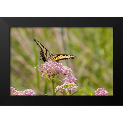Eastern Tiger swallowtail on swamp milkweed Black Modern Wood Framed Art Print by Day, Richard and Susan