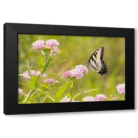 Eastern Tiger swallowtail on swamp milkweed Black Modern Wood Framed Art Print with Double Matting by Day, Richard and Susan