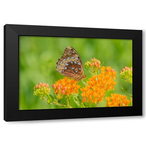 Great Spangled Fritillary on butterfly milkweed Black Modern Wood Framed Art Print with Double Matting by Day, Richard and Susan