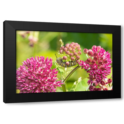 Monarch caterpillar on purple milkweed Black Modern Wood Framed Art Print with Double Matting by Day, Richard and Susan