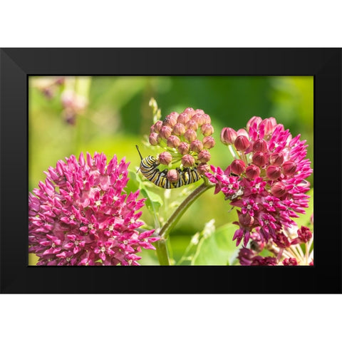 Monarch caterpillar on purple milkweed Black Modern Wood Framed Art Print by Day, Richard and Susan