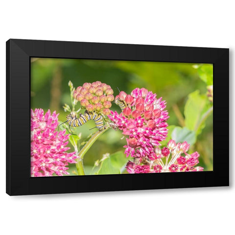 Monarch caterpillar on purple milkweed Black Modern Wood Framed Art Print with Double Matting by Day, Richard and Susan