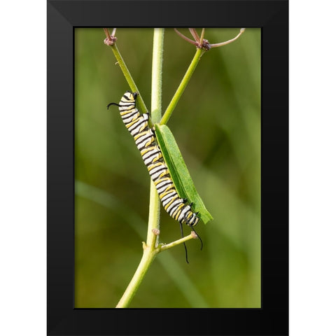 Monarch caterpillar on swamp milkweed Black Modern Wood Framed Art Print by Day, Richard and Susan
