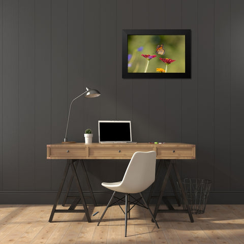 Monarch flying Black Modern Wood Framed Art Print by Day, Richard and Susan