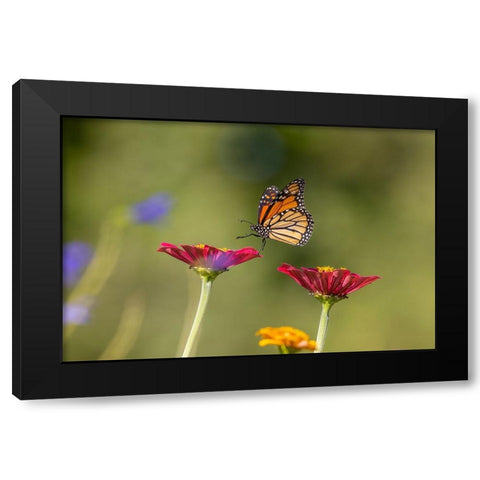 Monarch flying Black Modern Wood Framed Art Print by Day, Richard and Susan