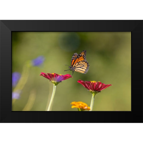 Monarch flying Black Modern Wood Framed Art Print by Day, Richard and Susan
