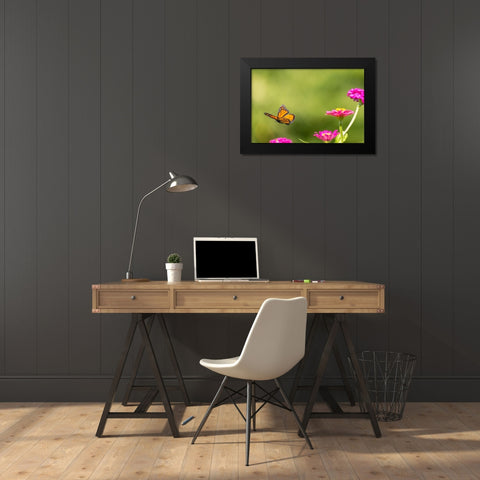 Monarch flying Black Modern Wood Framed Art Print by Day, Richard and Susan