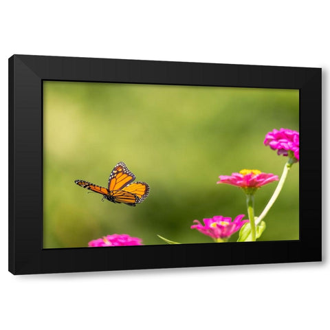 Monarch flying Black Modern Wood Framed Art Print with Double Matting by Day, Richard and Susan